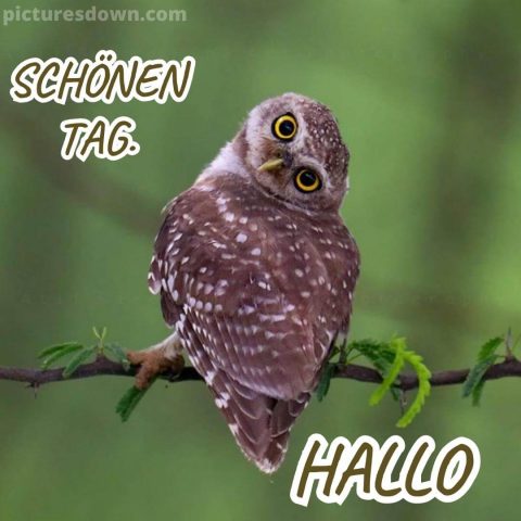 Hallo bild schöne Eule kostenlos