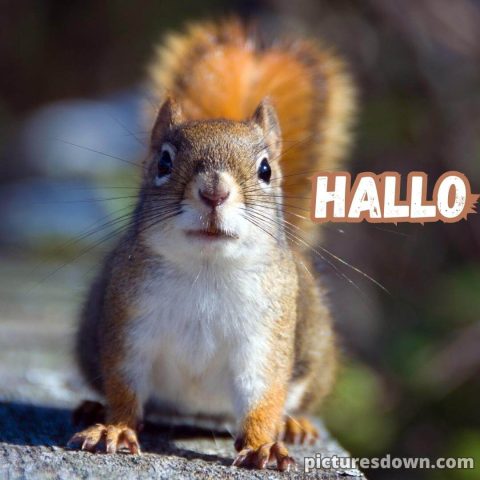 Hallo bild süßes Eichhörnchen kostenlos