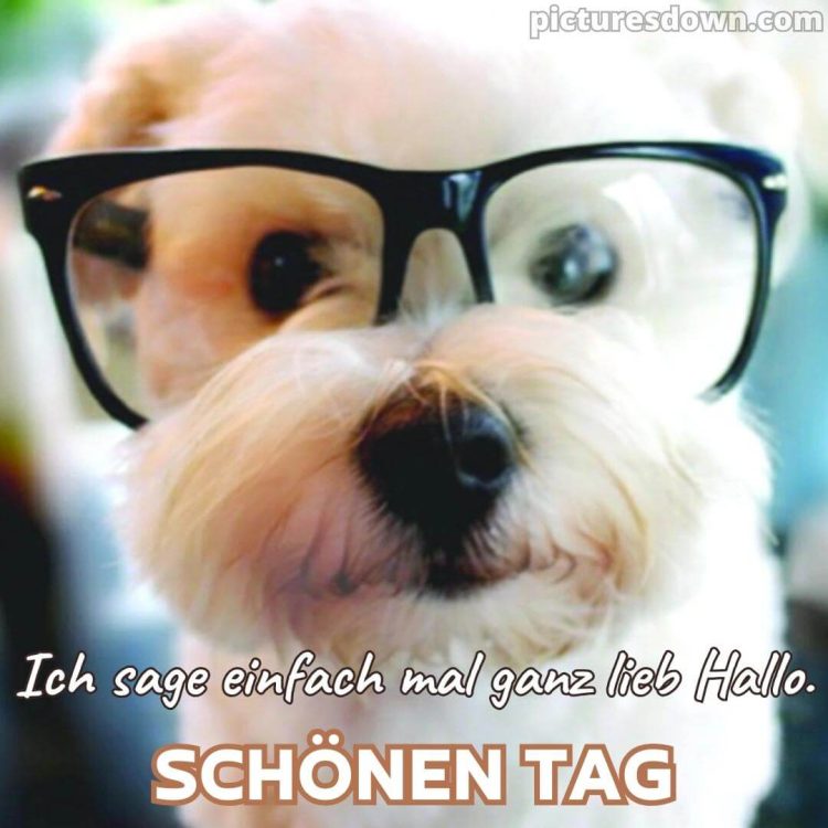 Witzig hallo bild lustig Hund mit Brille kostenlos