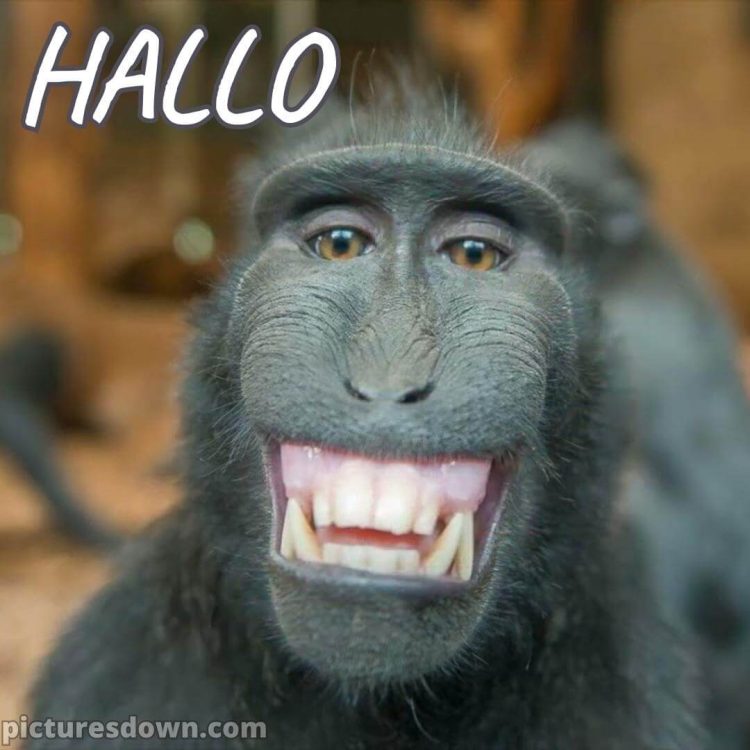 Hallo bild lustig Affe kostenlos
