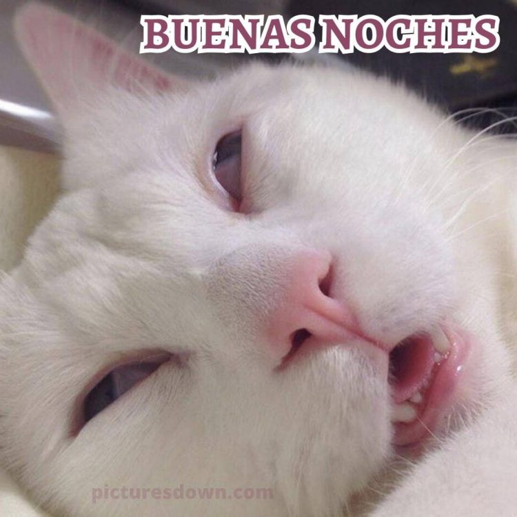 Imagen de buenas noches graciosas Gato divertido descargar gratis