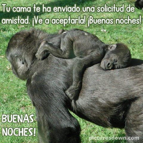 Imagen de buenas noches graciosas gorila descargar gratis
