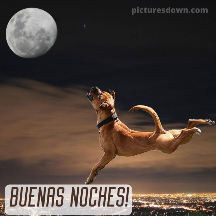 Imagen de buenas noches luna perro descargar gratis