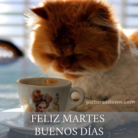 Buenos dias martes cafe imagen un gato grande descargar gratis