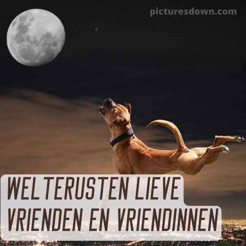 Welterusten maan afbeelding hond gratis
