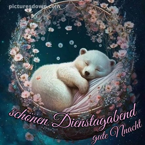 Schönen dienstag abend und später eine gute nacht bild Bär kostenlos