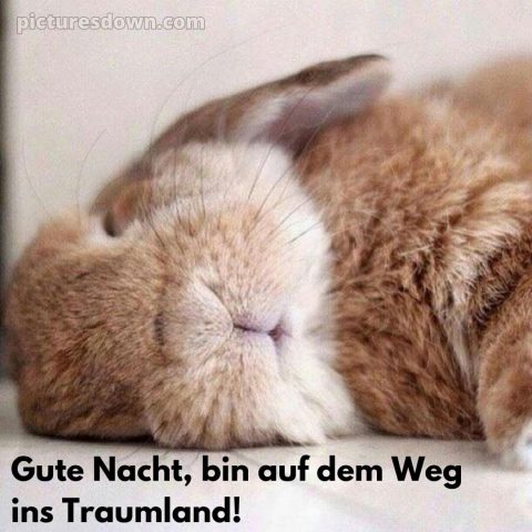 Schönen mittwoch abend und später eine gute nacht bild Kaninchen kostenlos