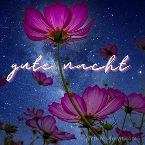 Gute nacht donnerstag bilder bild rosa Blüte kostenlos