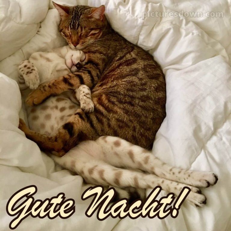 Schönen Mittwoch Abend Und Gute Nacht Schönen mittwoch abend und gute nacht Schmetterlinge - picturesdown.com