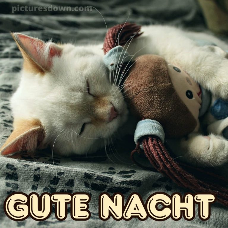 Schönen montag abend später eine gute nacht Igel - picturesdown.com