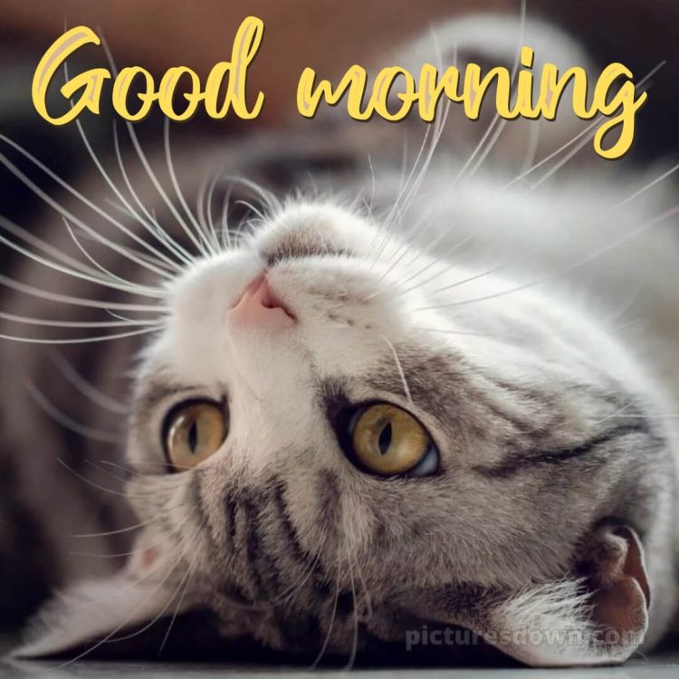 Good morning romantic images picture cat free download