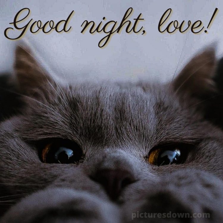 Good night i love you picture grey cat free download