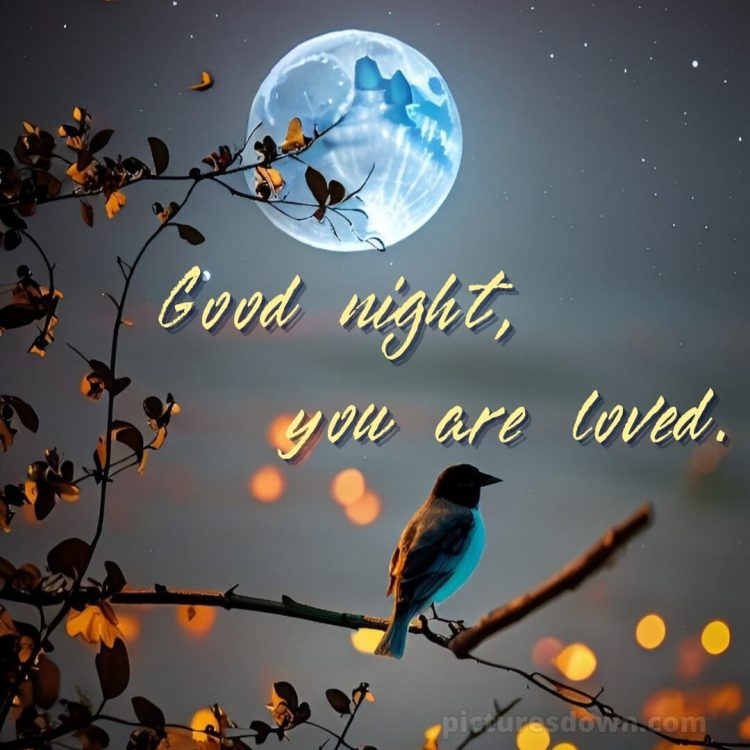 Good night i love you picture bird free download