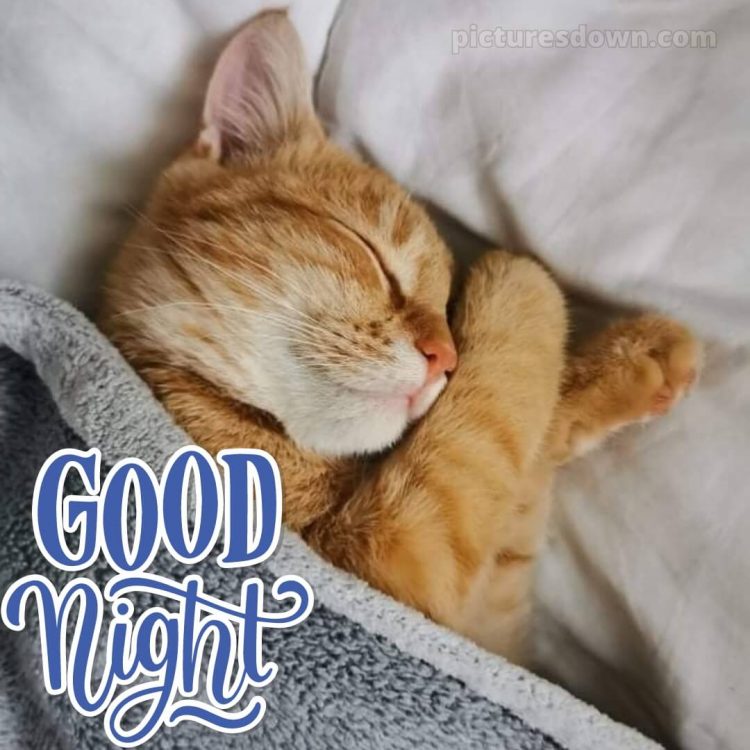 Good night image love picture cat free download