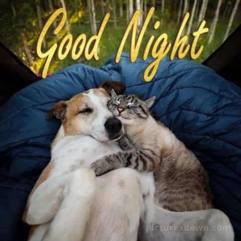 Good night image love picture cat and dog free download