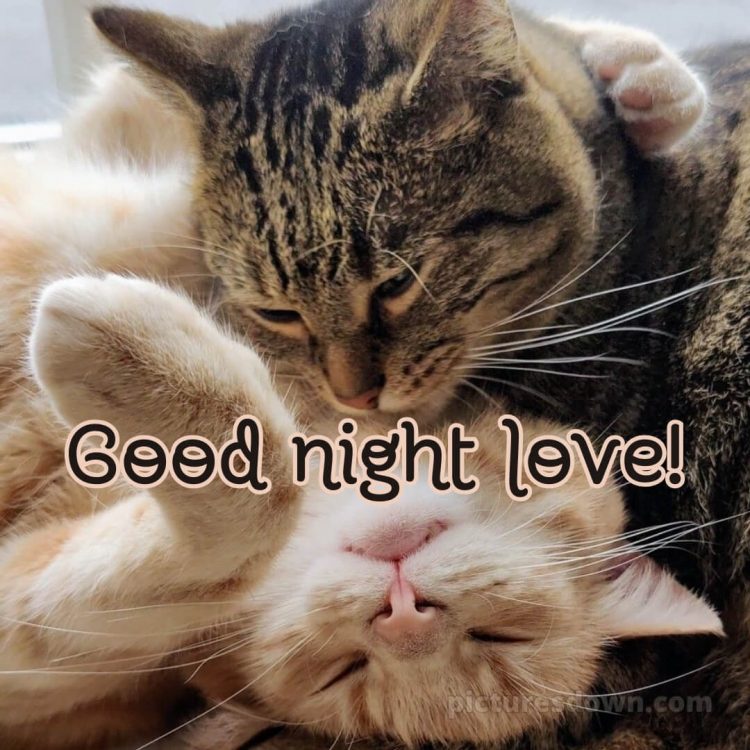 Good night images love picture two cats free download