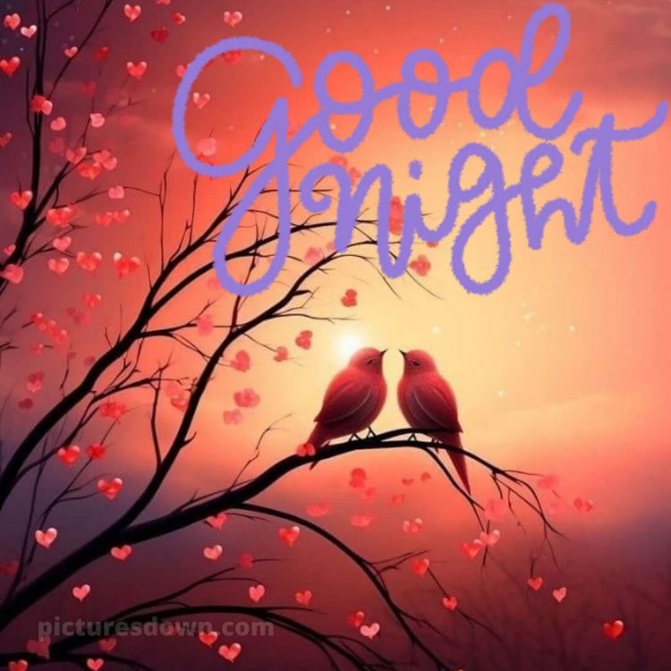 Good night images love picture birds free download