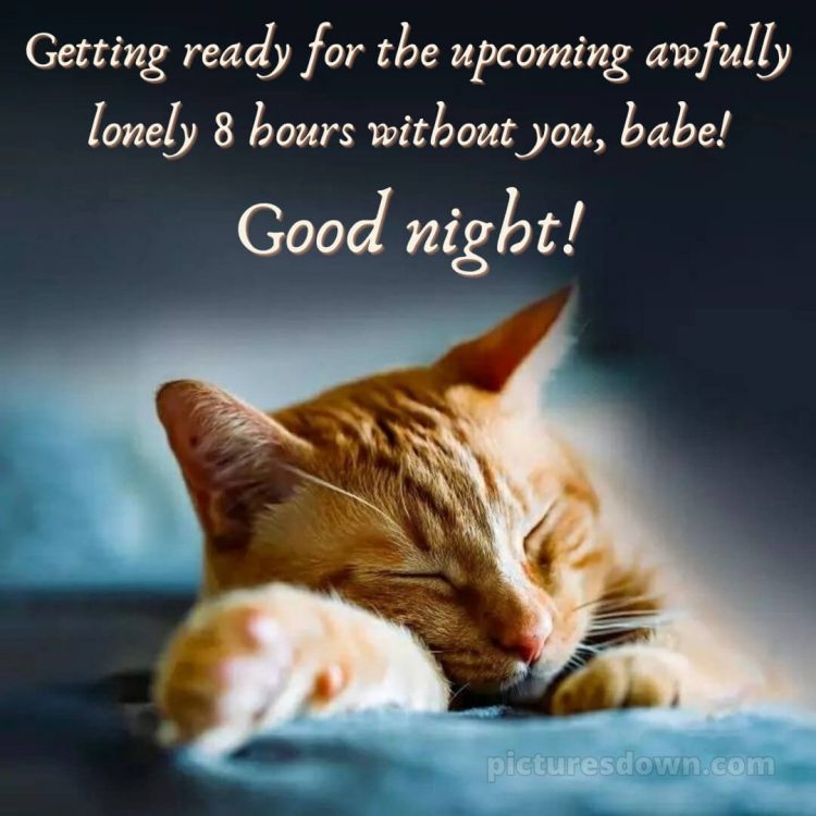 Good night images love picture ginger cat free download