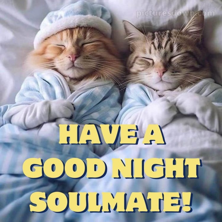 Good night love picture two cats free download