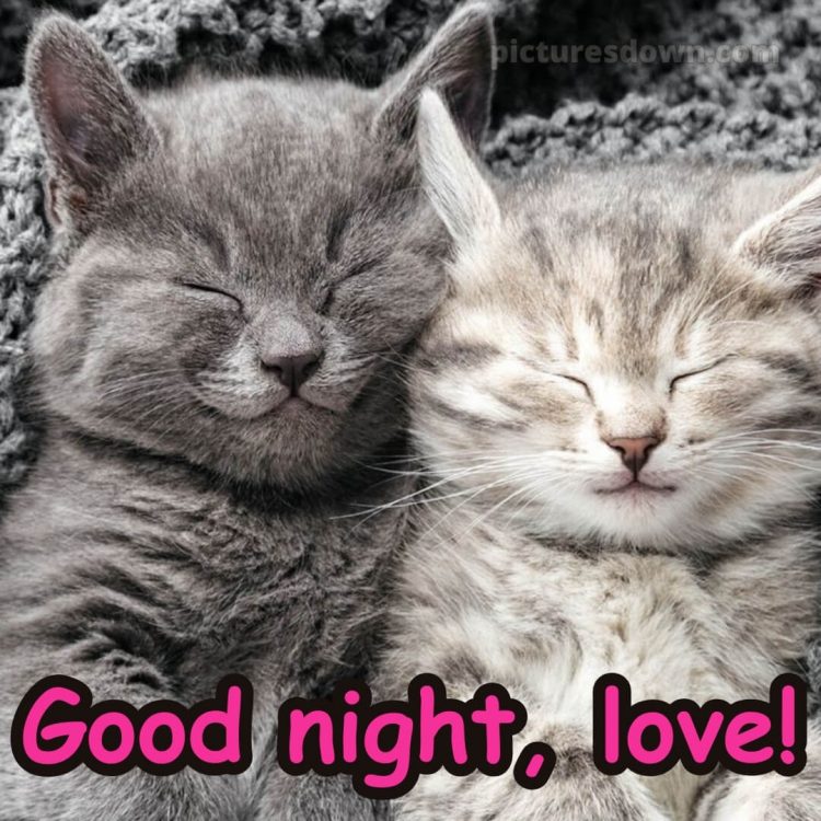 Good night love image picture sleeping cats free download