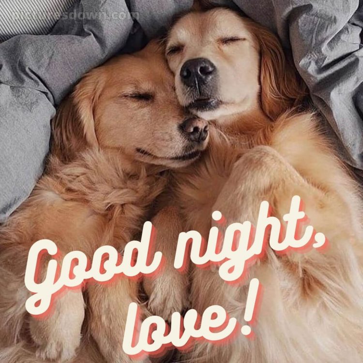 Good night love image picture two dogs free download