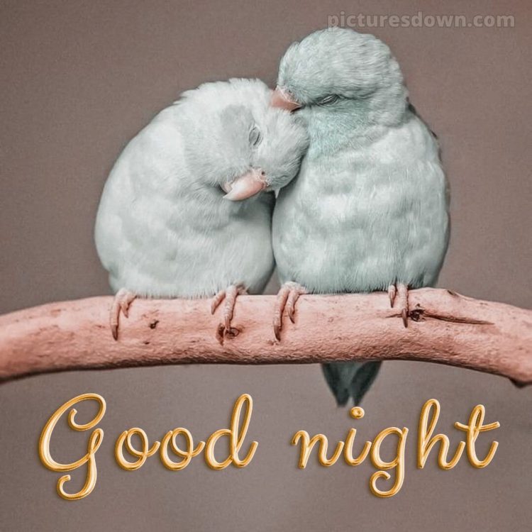 Good night love image picture birds free download