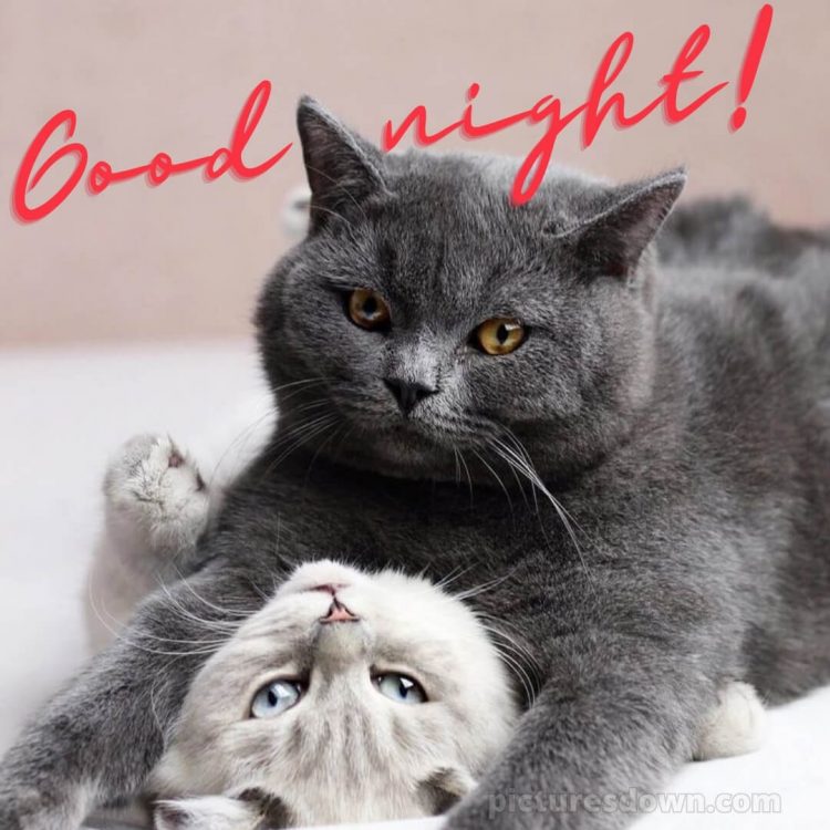 Good night love image picture two cats free download