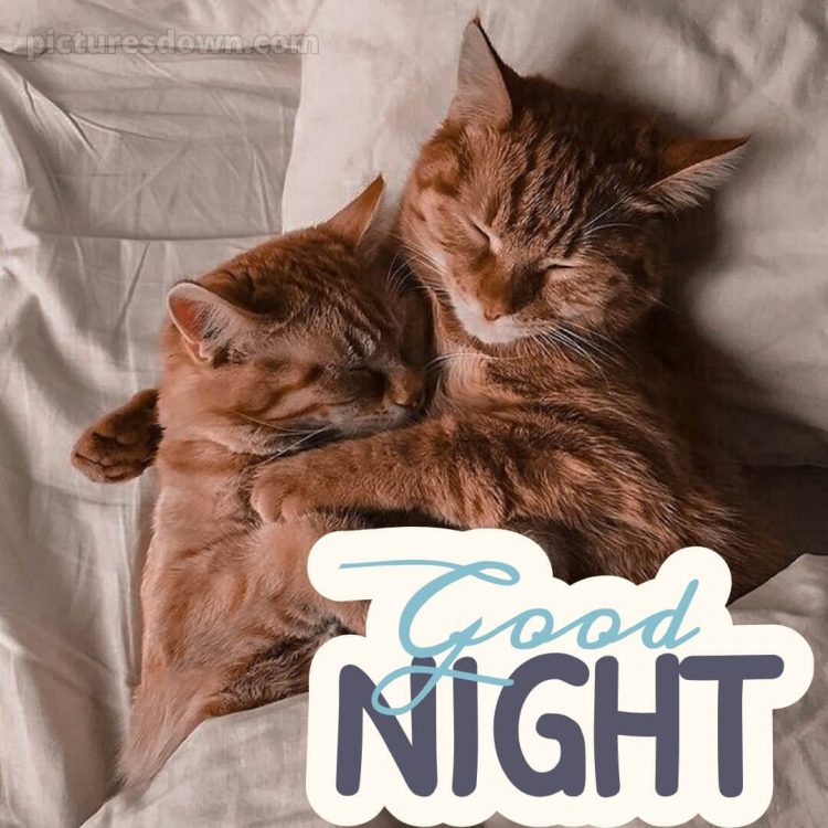 Good night love image picture ginger cats free download