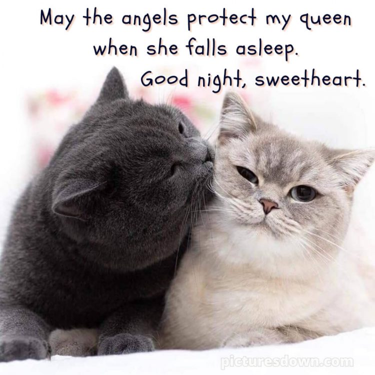 Good night love message picture two cats free download