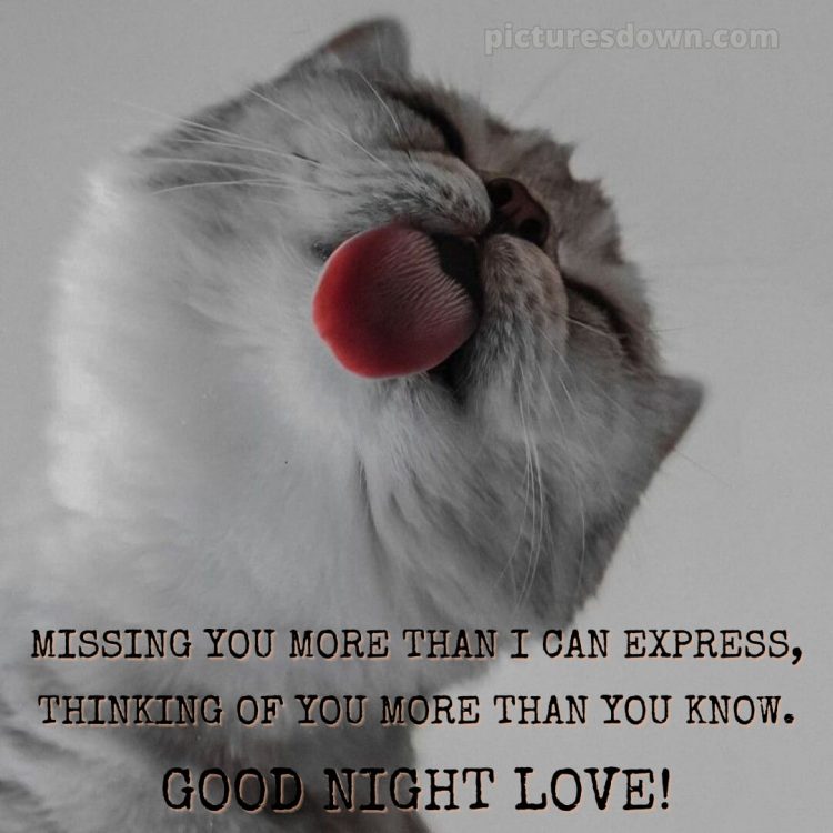 Good night love message picture cat's tongue free download