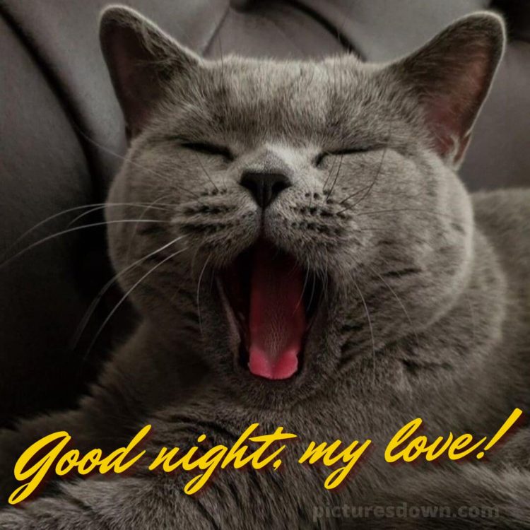 Good night love message picture cat yawning free download