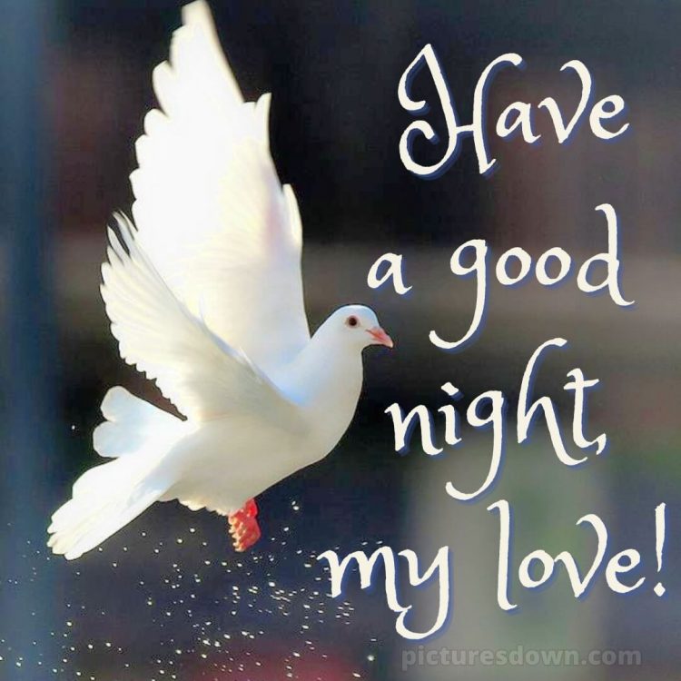 Good night love message picture pigeon free download