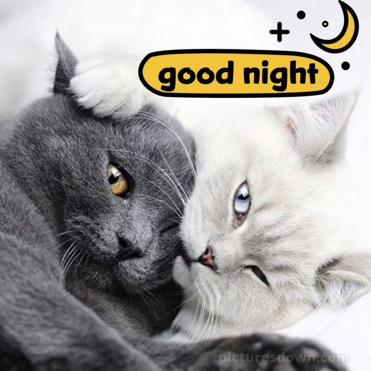 Good night love photo picture two cats free download