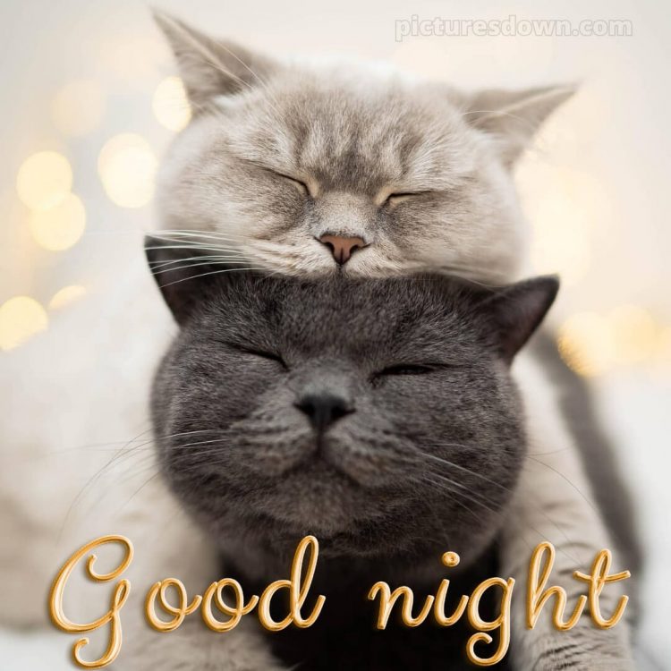 Good night love photo picture grey and white cat free download