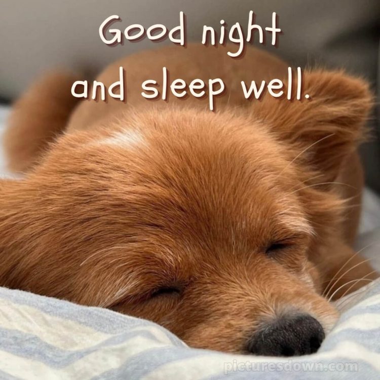 Good night love photo picture dog free download
