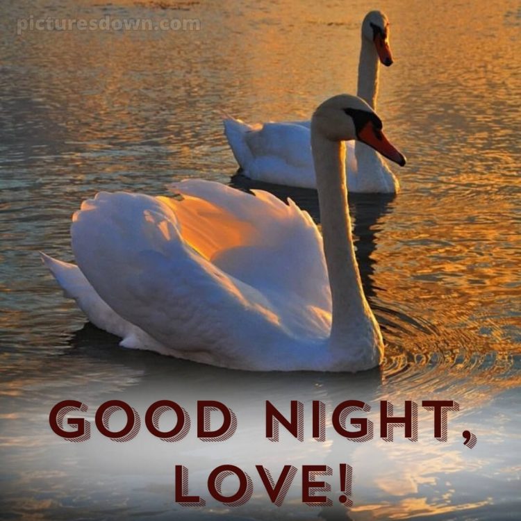 Good night love photo picture swans free download