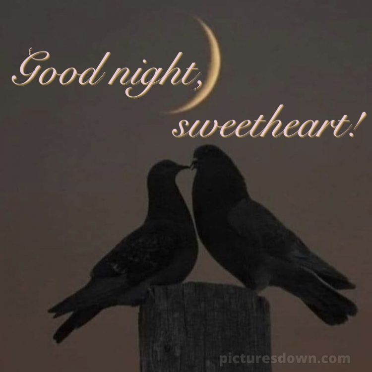 Good night love photo picture birds free download