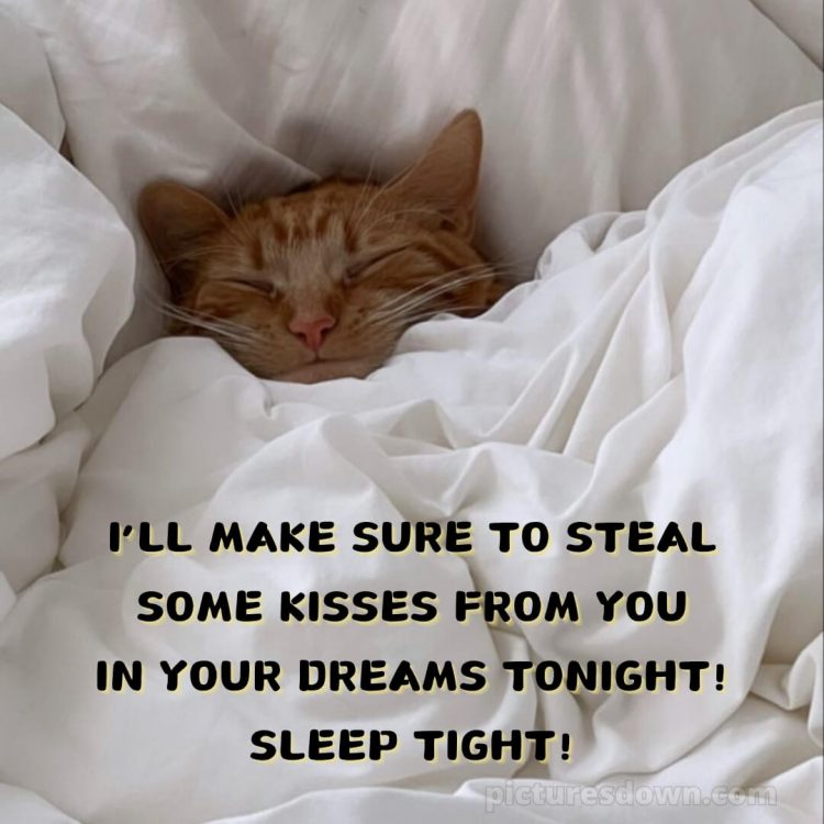 Good night love photo picture cat sleeping free download