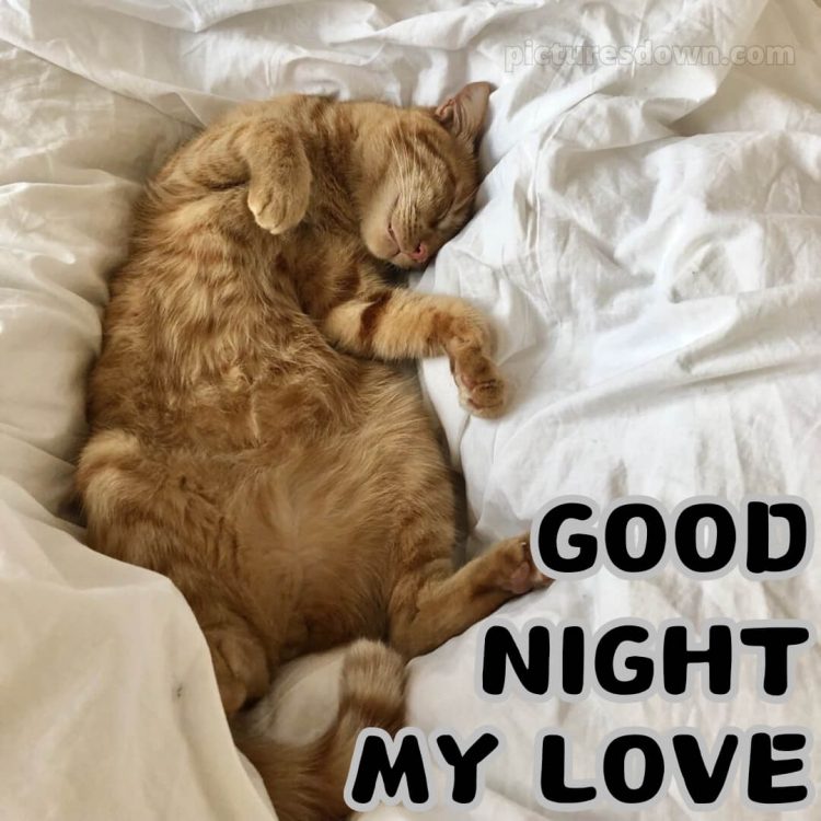 Good night love quotes picture cat free download