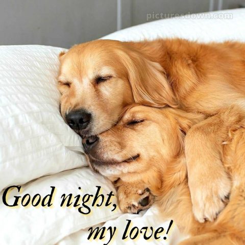 Good night love wishes picture dogs free download