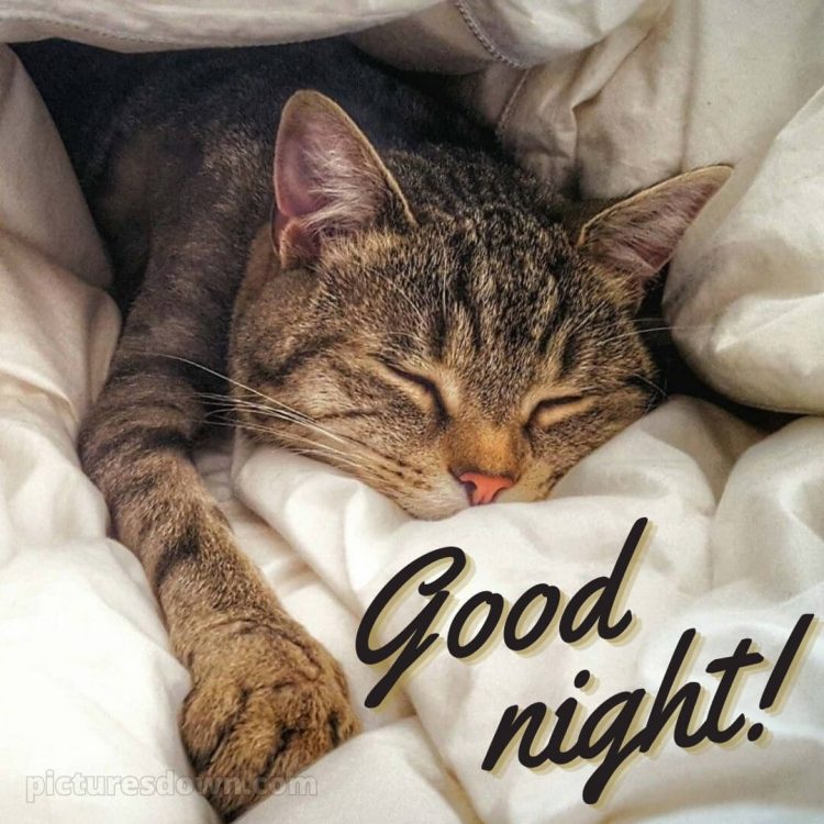 Good night love wishes picture cat free download