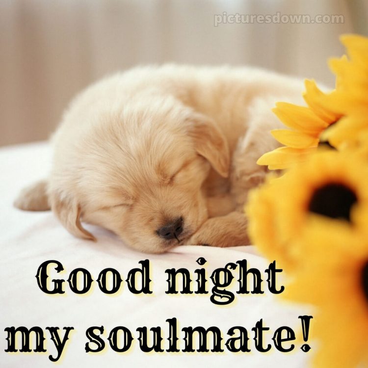 Good night love wishes picture puppy free download