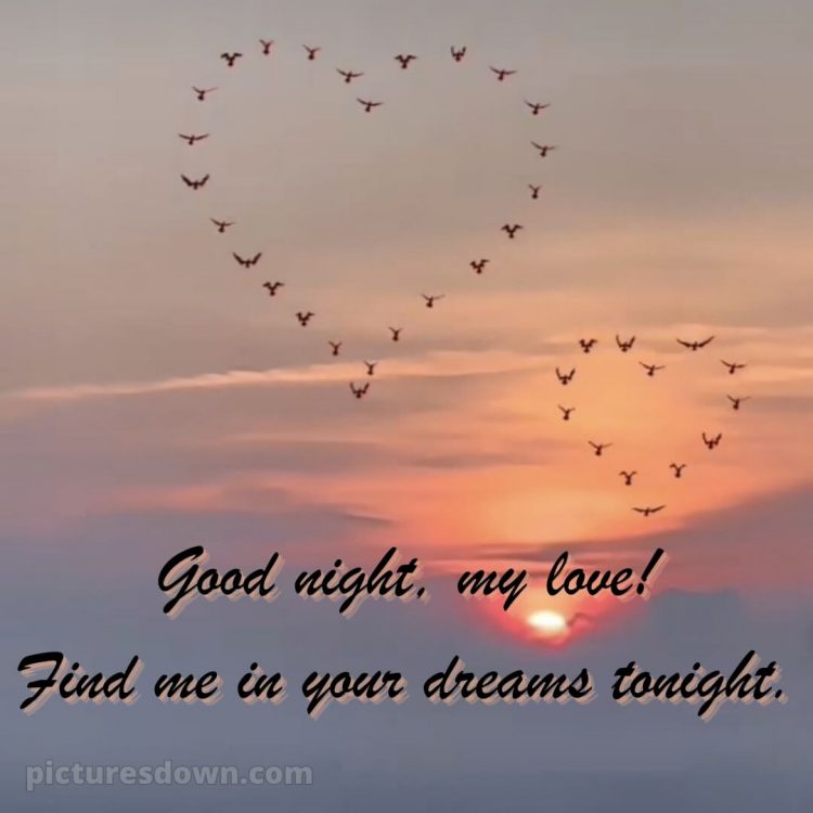 Good night love wishes picture birds free download