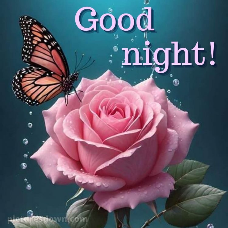 Good night message to my love picture pink rose free download