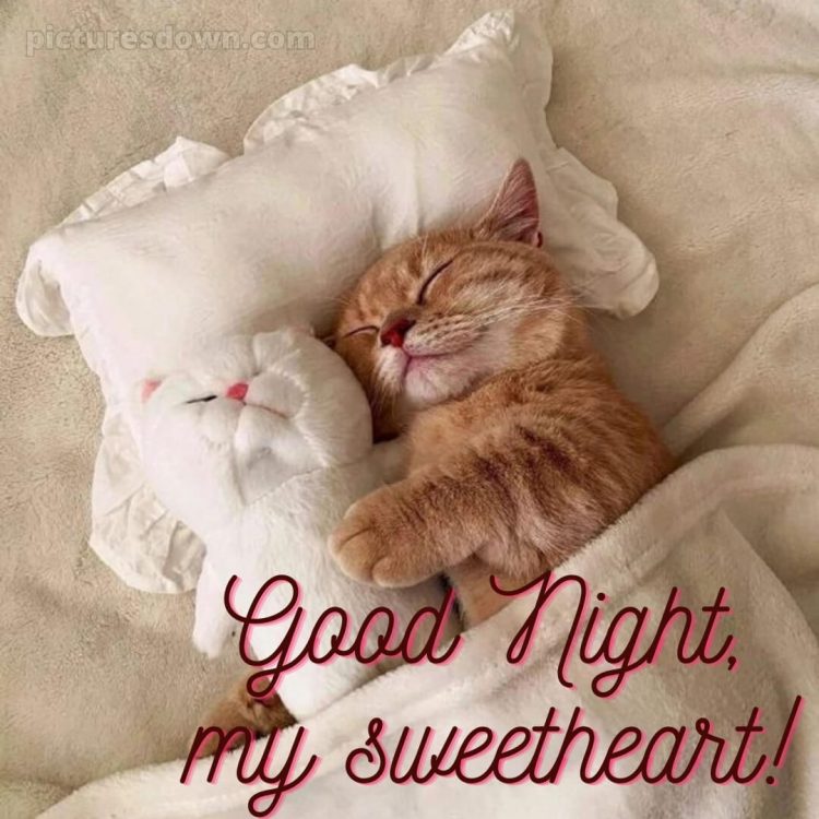 Good night my love picture sleeping cat free download