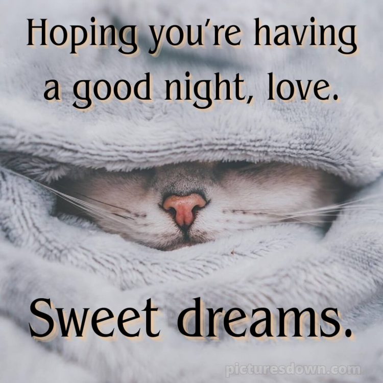 Good night my love images picture cat free download