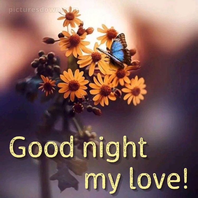 Good night my love images picture flowers free download