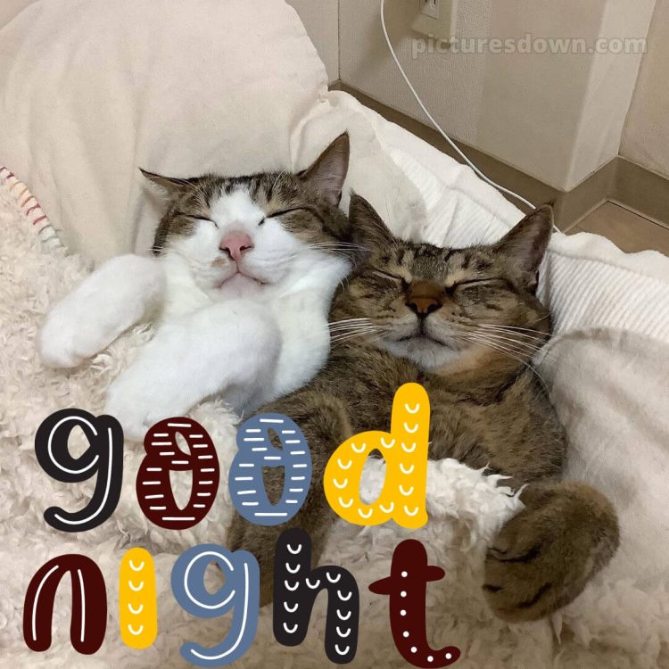 Good night photo love picture sleeping cats free download