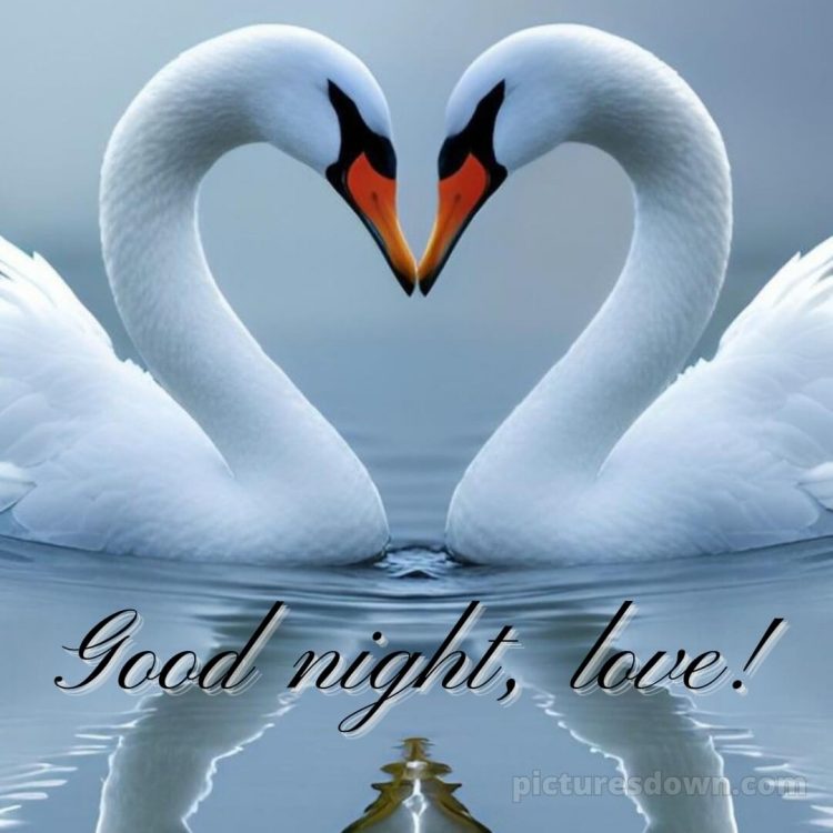 Good night photo love picture swans free download