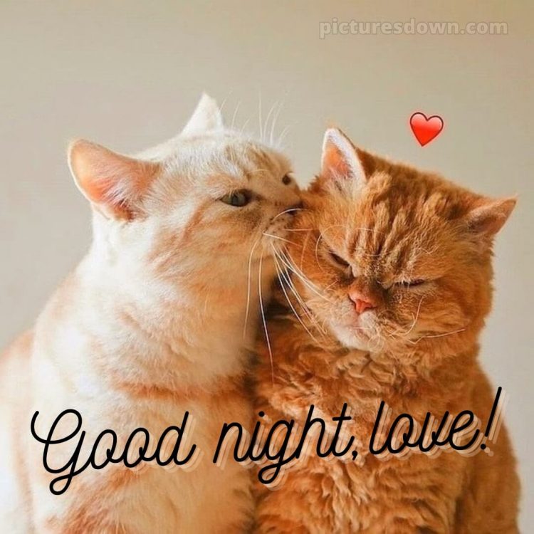 Good night photo love picture red and white cat free download